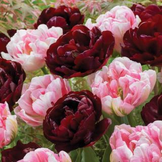 Magnolia Dreams Tulip Blend Thumbnail